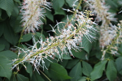Aesculus parviflora