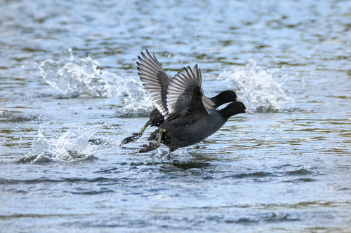 Focha común (Fulica atra)