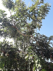 Cassia fistula