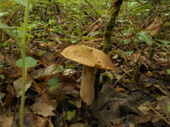 Boletus quercophilus
