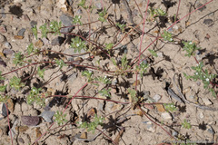 Ipomopsis polycladon