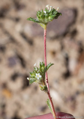 Ipomopsis polycladon