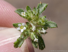 Ipomopsis polycladon