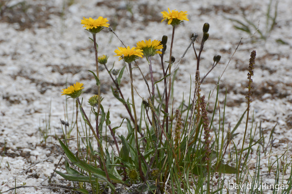 Pyrrocoma plantaginea