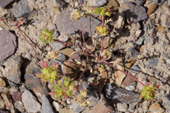 Ipomopsis polycladon