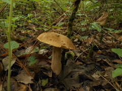 Boletus quercophilus