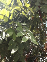 Cassia fistula