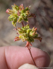 Ipomopsis polycladon