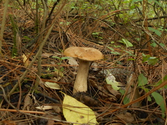 Boletus quercophilus