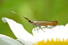 Coleophora mayrella