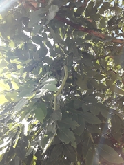 Cassia fistula