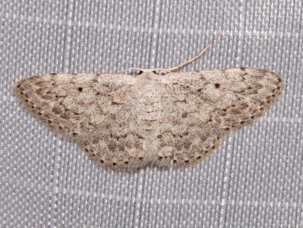 Showy Wave Moth