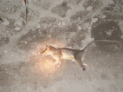 Philander opossum