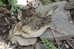 Anthus godlewskii