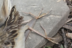 Anthus godlewskii
