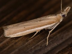 Pima albiplagiatella