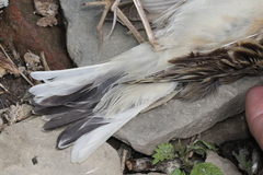 Anthus godlewskii