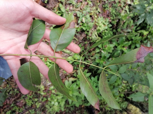 Swietenia macrophylla - Leaves