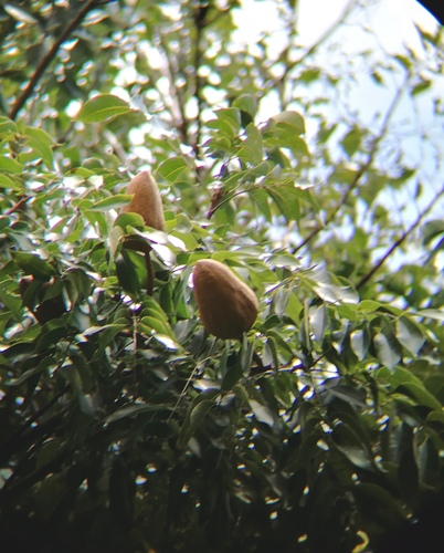 Swietenia macrophylla - Leaves