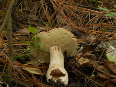 Boletus quercophilus