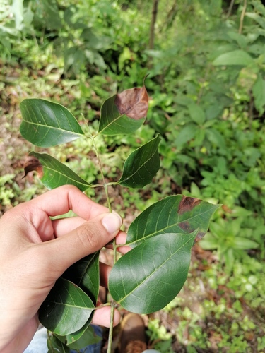 Swietenia macrophylla - Whole tree