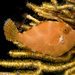 Smoothspine Leatherjacket - Photo (c) David Harasti, some rights reserved (CC BY-NC), uploaded by David Harasti