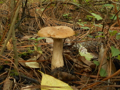 Boletus quercophilus