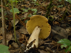 Boletus quercophilus