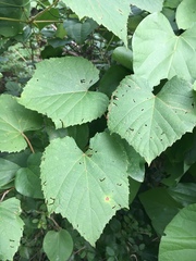 Vitis cinerea baileyana