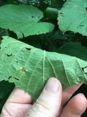 Vitis cinerea baileyana