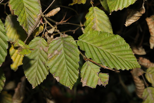 Carpinus betulus — photo 2