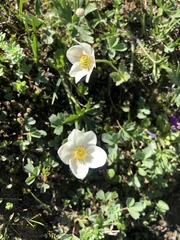 Anemonastrum sibiricum
