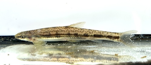 Stappers' shellear (Kneria stappersii) — Kneriidae — 4