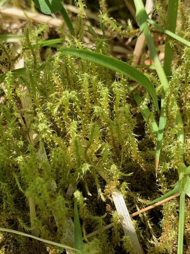 Garbanotoji kerėža nuotrauka