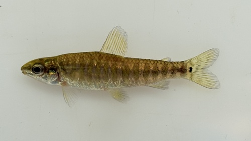 Bandbodemzalm (Nannocharax multifasciatus) — Distichodontidae — 5