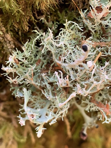 Bunodophoron melanocarpum