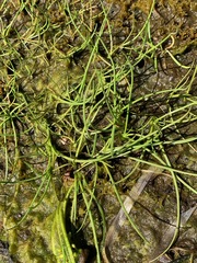 Lilaeopsis occidentalis