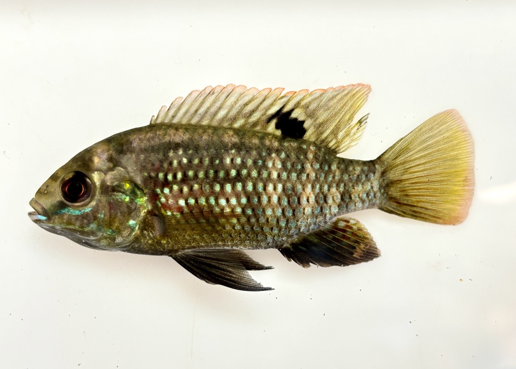 Banded Tilapia