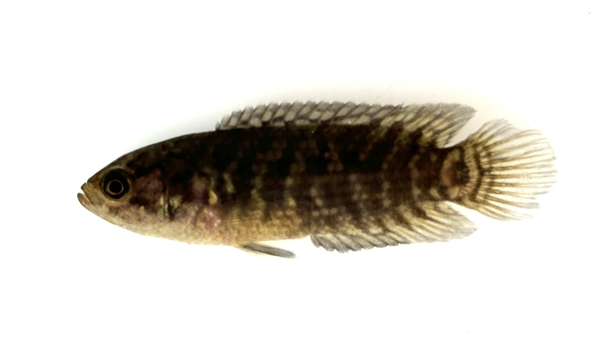 Blackspot Climbing Perch photo 2