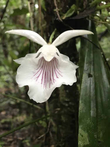 Warczewiczella amazonica