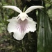 Warczewiczella amazonica - Photo (c) lisakoetke, algunos derechos reservados (CC BY-NC), subido por lisakoetke