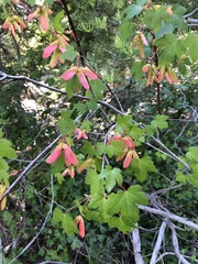 Acer glabrum