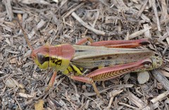 Melanoplus borealis