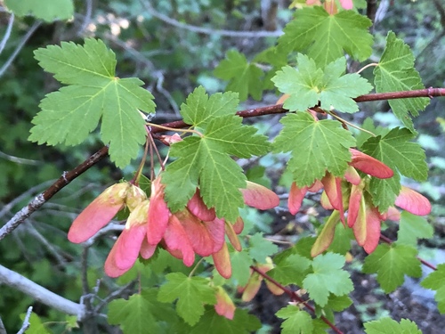 Rocky Mountain maple