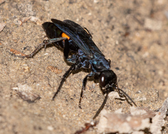 Psorthaspis brimleyi