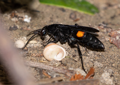 Psorthaspis brimleyi