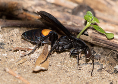 Psorthaspis brimleyi