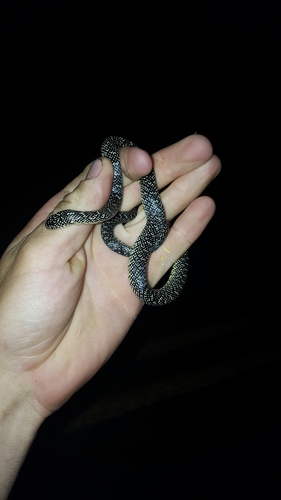 Lampropeltis holbrooki