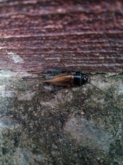 Gryllus