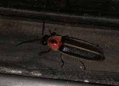 Photinus pyralis